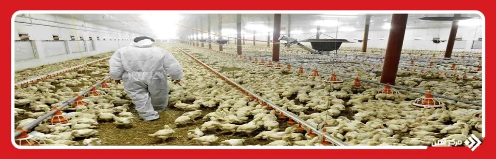 سرمایه لازم برای راه اندازی مرغداری چقدر است؟