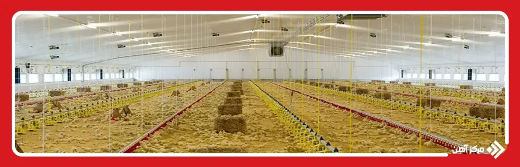 پرورش مرغ و جوجه ها در محیطی امن و کنترل شده